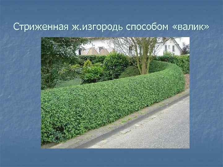 Стриженная ж. изгородь способом «валик» 