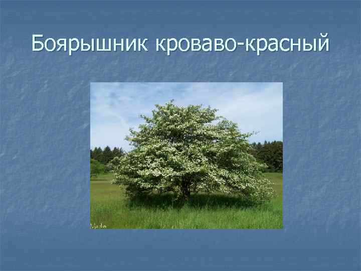 Боярышник кроваво-красный 