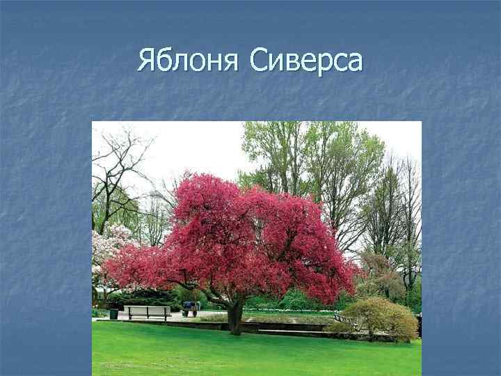 Яблоня Сиверса 