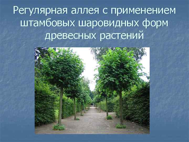 Регулярная аллея с применением штамбовых шаровидных форм древесных растений 