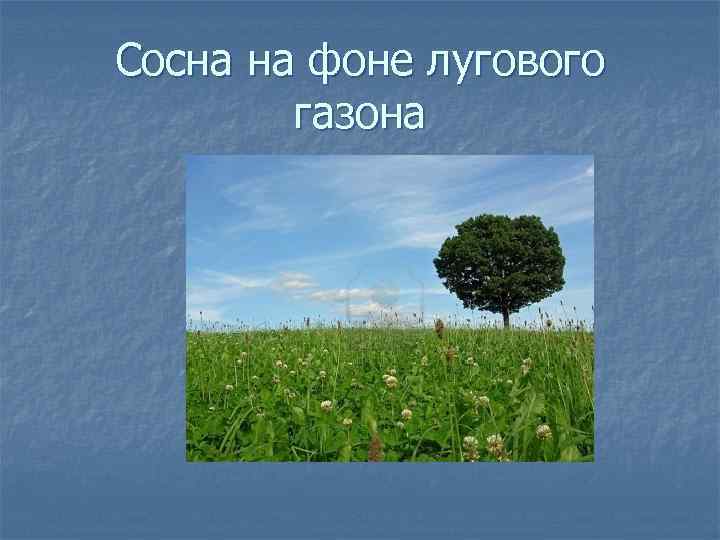 Сосна на фоне лугового газона 