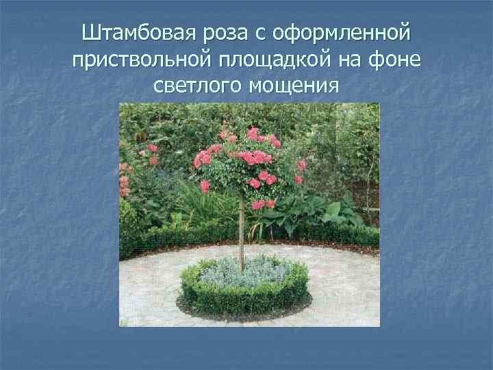Штамбовая роза с оформленной приствольной площадкой на фоне светлого мощения 