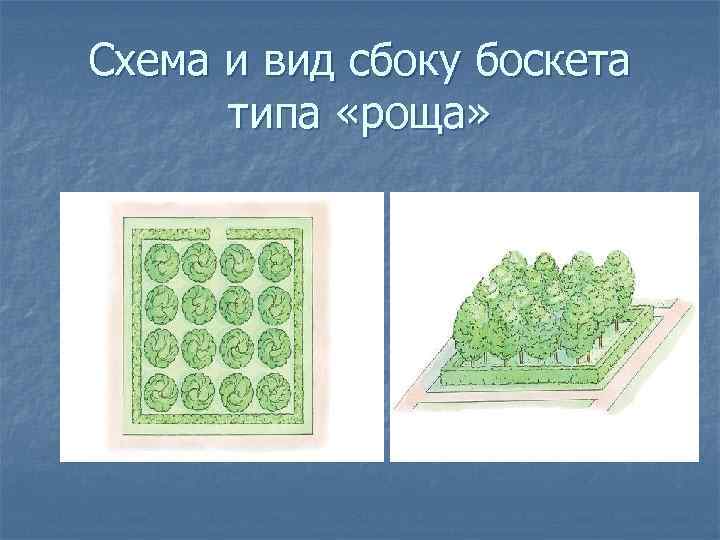 Схема и вид сбоку боскета типа «роща» 