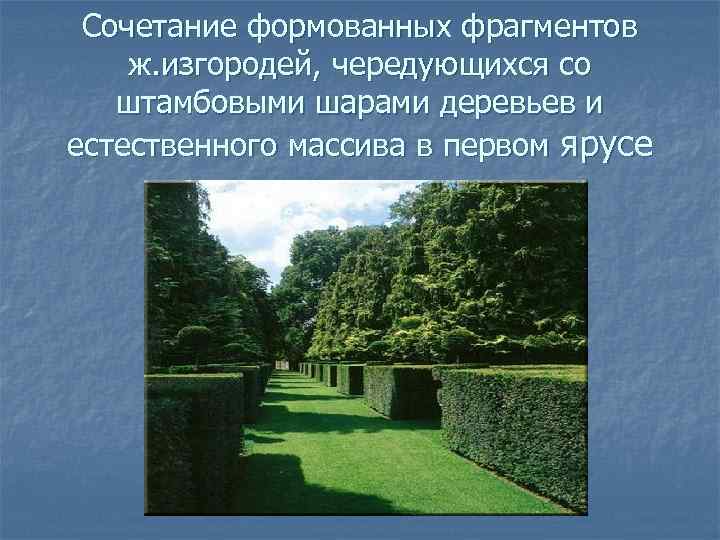 Сочетание формованных фрагментов ж. изгородей, чередующихся со штамбовыми шарами деревьев и естественного массива в
