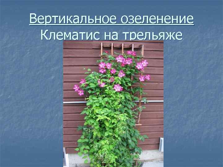 Вертикальное озеленение Клематис на трельяже 
