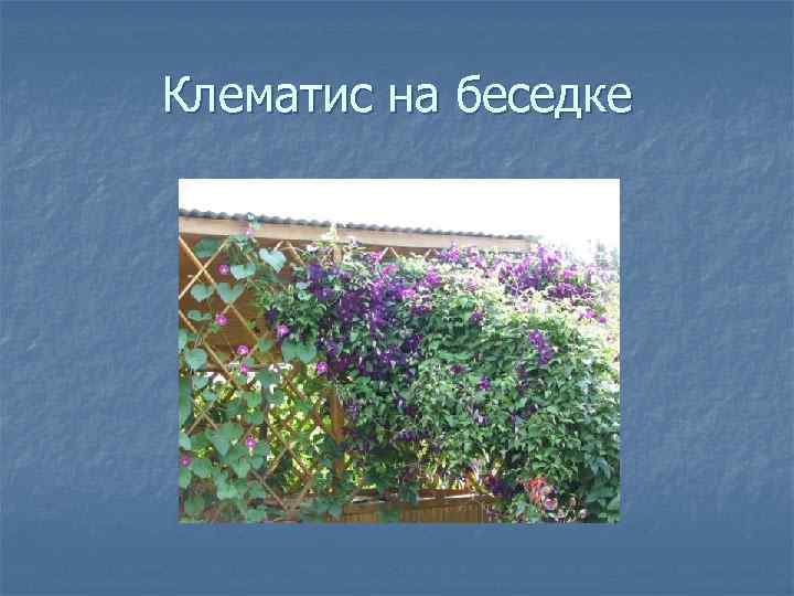 Клематис на беседке 