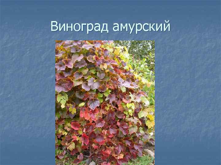 Виноград амурский 