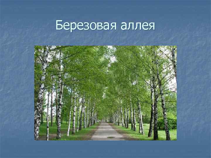 Березовая аллея 