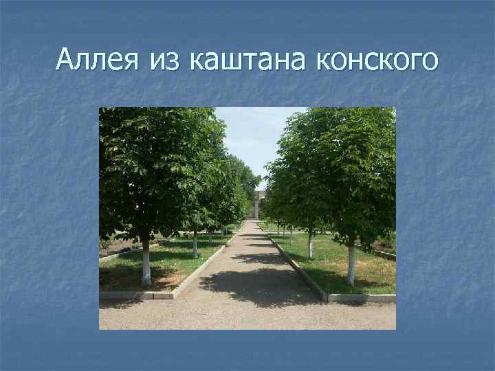 Аллея из каштана конского 