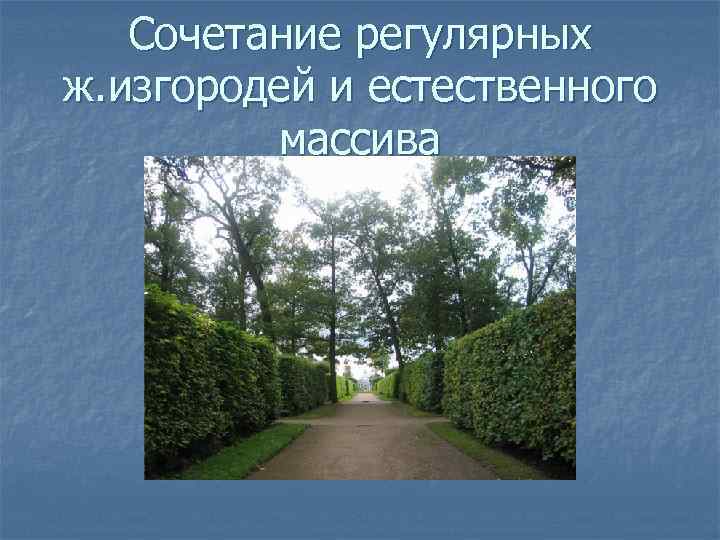 Сочетание регулярных ж. изгородей и естественного массива 