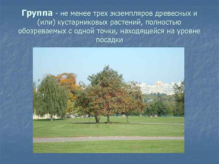 Группа - не менее трех экземпляров древесных и (или) кустарниковых растений, полностью обозреваемых с