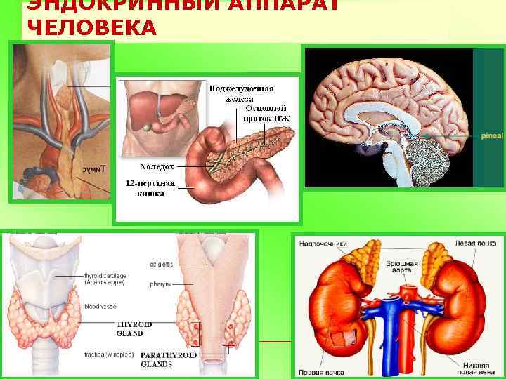 Эндокринные органы человека. Эндокринный аппарат. Болезни эндокринной системы у детей презентация. Эндокринный аппарат человека. Заболевания эндокринной системы у детей.