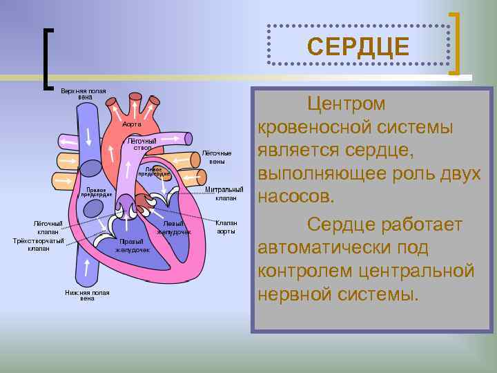 СЕРДЦЕ Центром кровеносной системы является сердце, выполняющее роль двух насосов. Сердце работает автоматически под