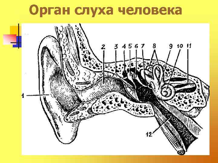 Орган слуха человека 