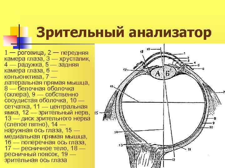 Зрительный анализатор 1 — роговица, 2 — передняя камера глаза, 3 — хрусталик, 4