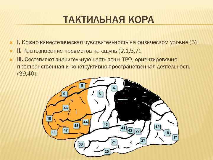 Схема межнейронных связей в коре мозжечка