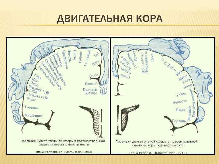 Моторные зоны мозга. Двигательные зоны коры головного мозга. Функции двигательной коры головного мозга.