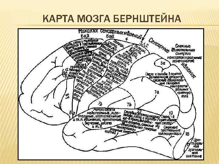 Языки мозга. Схема головного мозга нейропсихология. Нейропсихология сознания схема. Строение мозга нейропсихология. Локализация функций в коре головного мозга нейропсихология.