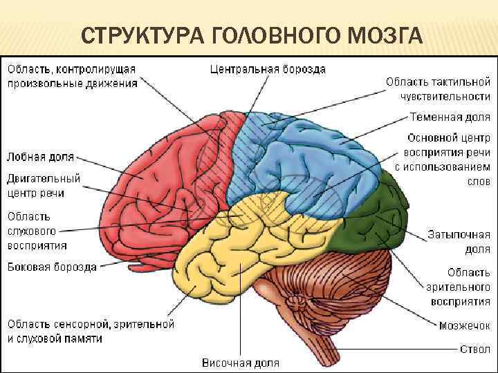 Карта цитоархитектонических полей коры головного мозга