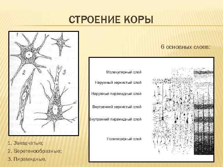 СТРОЕНИЕ КОРЫ 6 основных слоев: 1. Звездчатые; 2. Веретенообразные; 3. Пирамидные. 