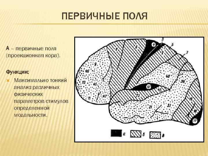 Карта цитоархитектонических полей коры головного мозга