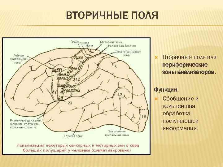 Первичный мозг