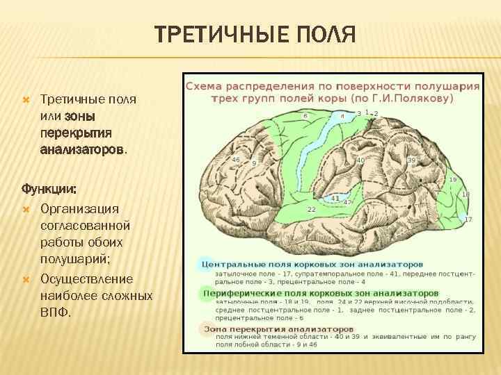 Организация коры головного мозга