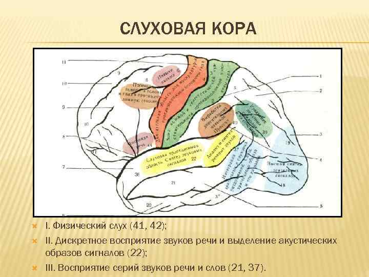 Слуховая зона коры. Слуховая зона коры головного мозга. Первичные поля коры головного мозга.