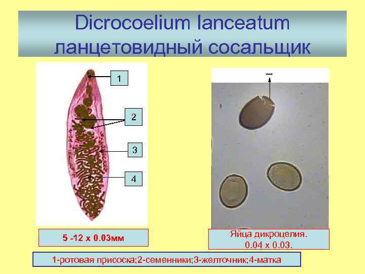 Dicrocoelium lanceatum ланцетовидный сосальщик 1 2 3 4 5 -12 х 0. 03 мм