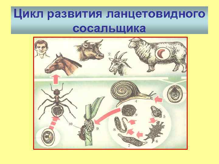 Цикл развития ланцетовидного сосальщика 
