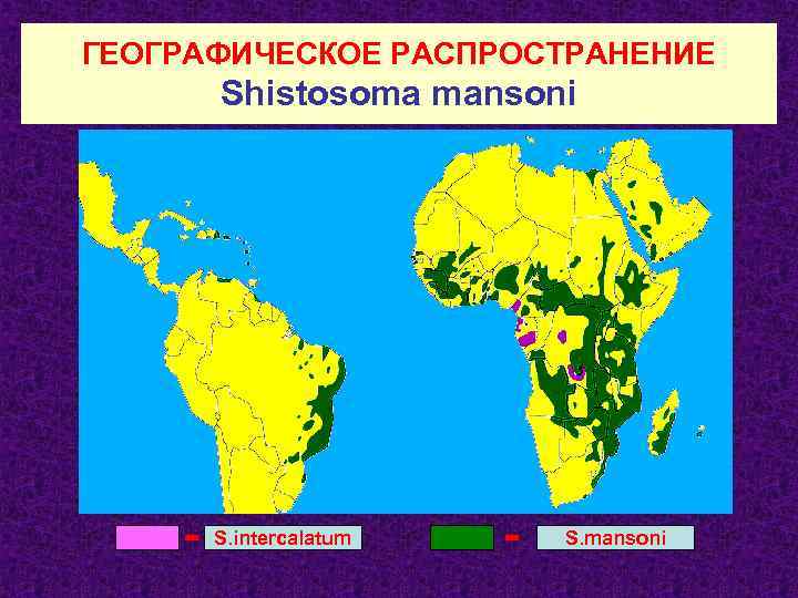 ГЕОГРАФИЧЕСКОЕ РАСПРОСТРАНЕНИЕ Shistosoma mansoni S. intercalatum S. mansoni 