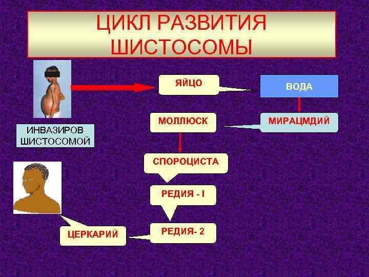 ЦИКЛ РАЗВИТИЯ ШИСТОСОМЫ ЯЙЦО ИНВАЗИРОВ ШИСТОСОМОЙ МОЛЛЮСК СПОРОЦИСТА РЕДИЯ - I ЦЕРКАРИЙ РЕДИЯ- 2