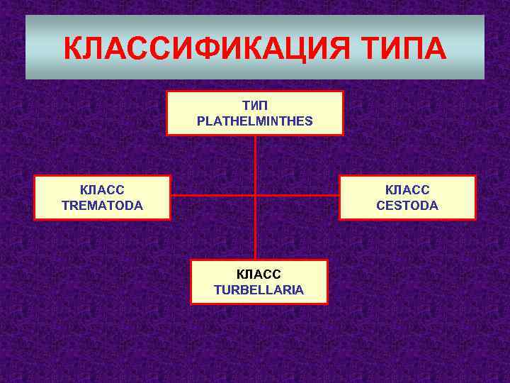 КЛАССИФИКАЦИЯ ТИПА ТИП PLATHELMINTHES КЛАСС TREMATODA КЛАСС CESTODA КЛАСС TURBELLARIA 