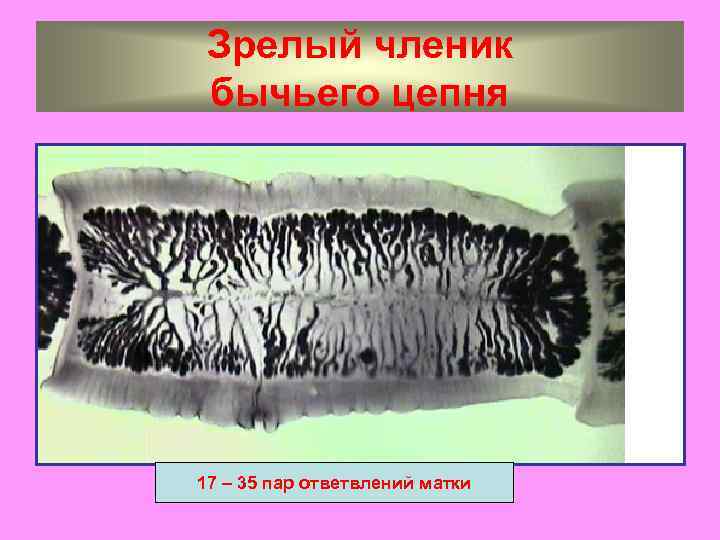 Зрелый членик бычьего цепня 17 – 35 пар ответвлений матки 