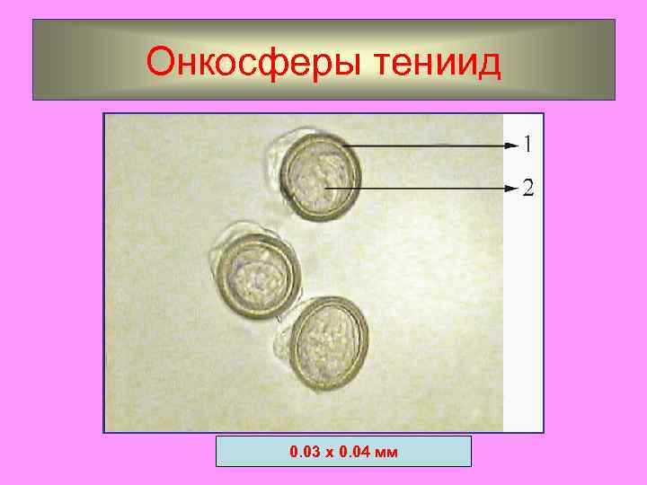 Онкосферы тениид 0. 03 х 0. 04 мм 