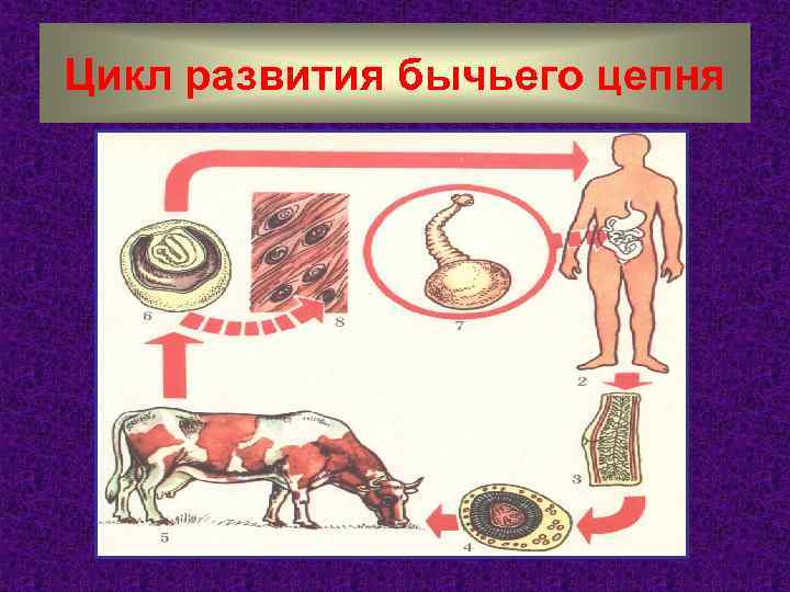 Цикл развития бычьего цепня 