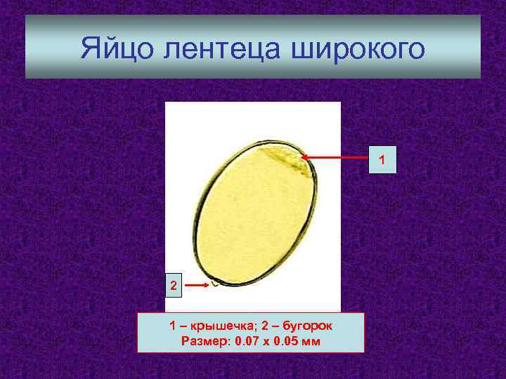 Яйцо лентеца широкого 1 2 1 – крышечка; 2 – бугорок Размер: 0. 07