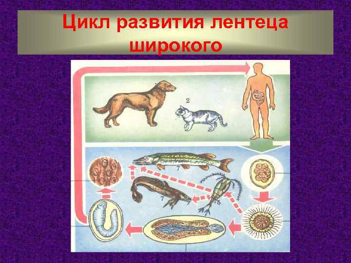 Цикл развития лентеца широкого 
