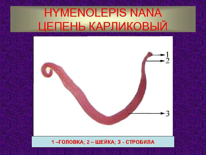 HYMENOLEPIS NANA ЦЕПЕНЬ КАРЛИКОВЫЙ 1 –ГОЛОВКА; 2 – ШЕЙКА; З - СТРОБИЛА 