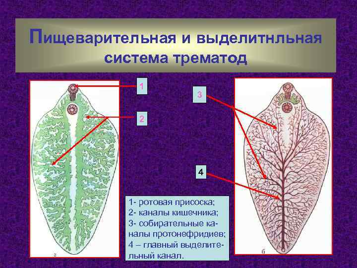 Пищеварительная и выделитнльная система трематод 1 3 2 4 1 - ротовая присоска; 2