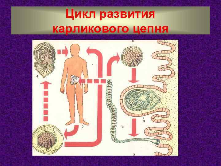 Цикл развития карликового цепня 