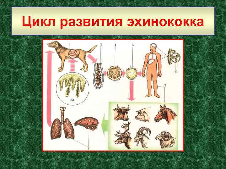 Цикл развития эхинококка 