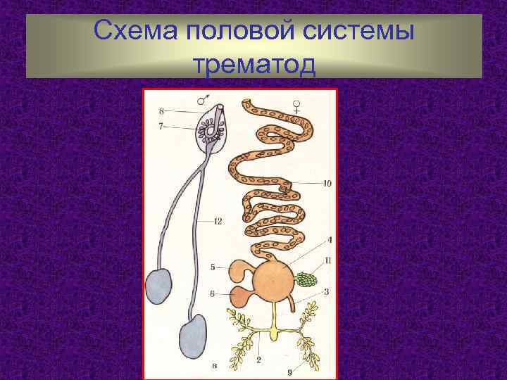 Схема половой системы трематод 