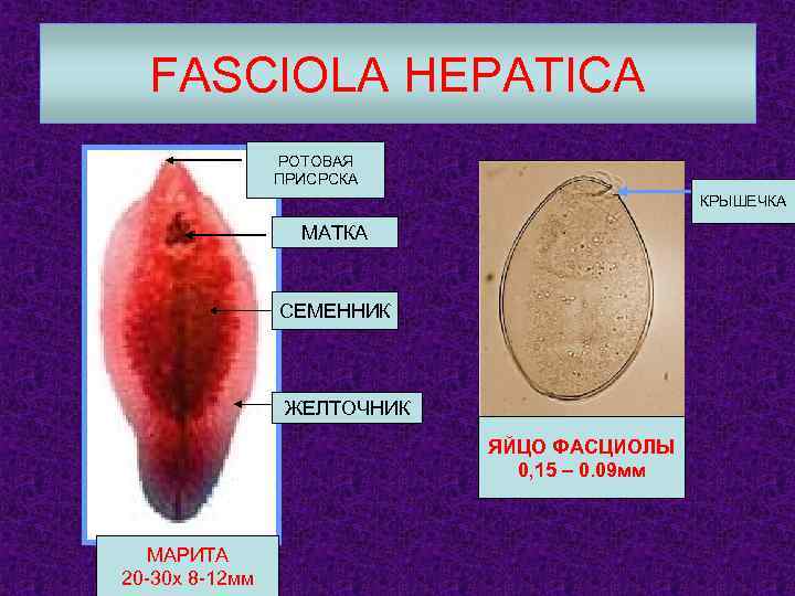 FASCIOLA HEPATICA РОТОВАЯ ПРИСРСКА КРЫШЕЧКА МАТКА СЕМЕННИК ЖЕЛТОЧНИК ЯЙЦО ФАСЦИОЛЫ 0, 15 – 0.