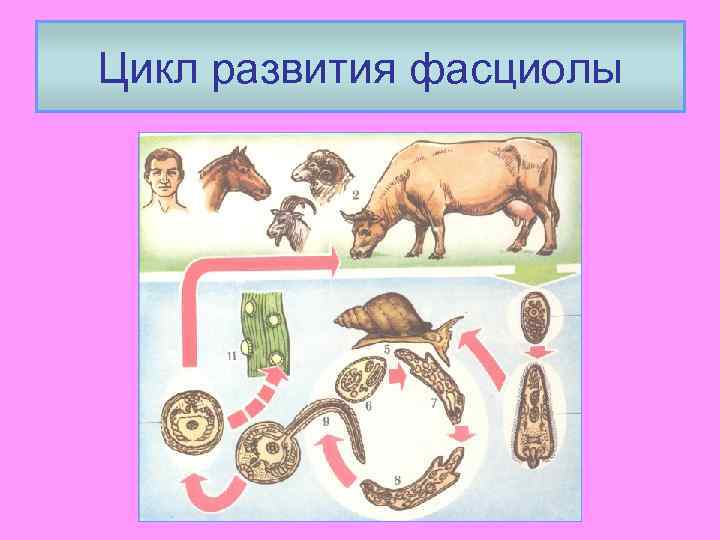Цикл развития фасциолы 