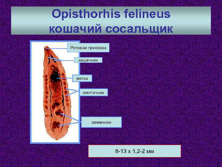 Opisthorhis felineus кошачий сосальщик Ротовая присоска кишечник матка желточник семеннии 8 -13 х 1,