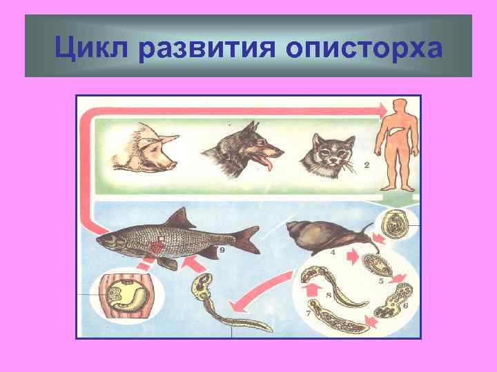 Цикл развития описторха 