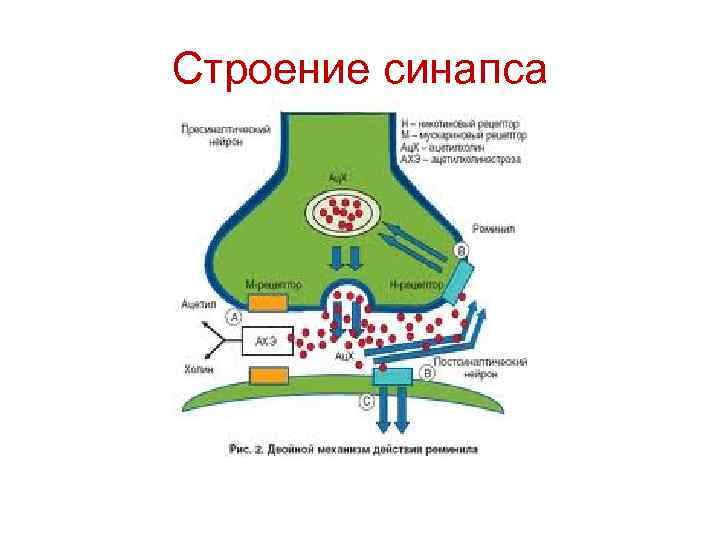 Строение синапса 