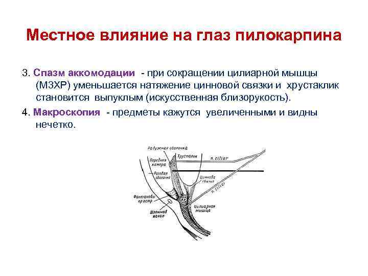 Влияние м. Механизм действия пилокарпина на глаз. Влияние пилокарпина на глаз. Влияние пилокарпина на глаз фармакология. При сокращении цилиарной мышцы.