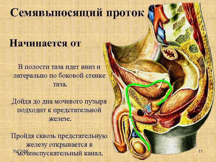 Семявыносящий проток Начинается от В полости таза идет вниз и латерально по боковой стенке